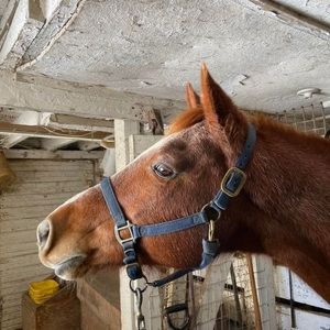 Meet your Posher, H pete